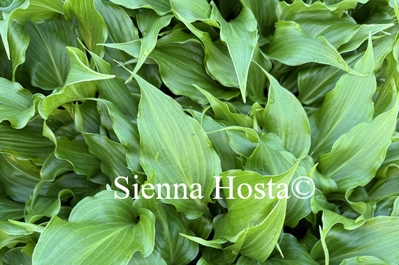 Hosta 'Raspberry Truffles'