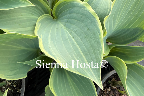 Hosta 'October Fest'