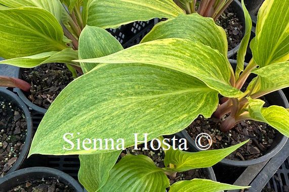 Hosta 'Tokyo Smog'