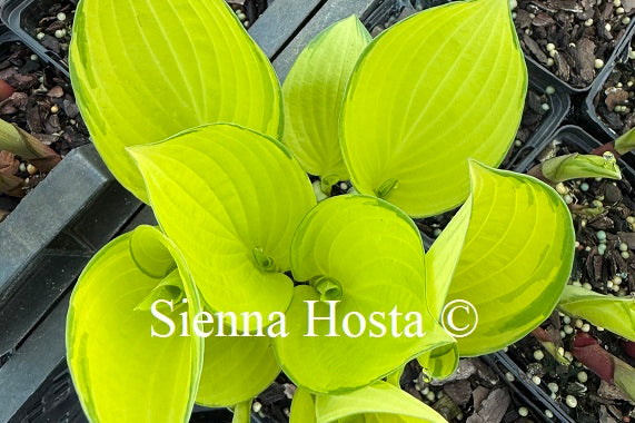 Hosta 'Eye Declare'