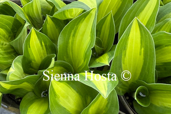 Hosta 'Sitty Pretty'