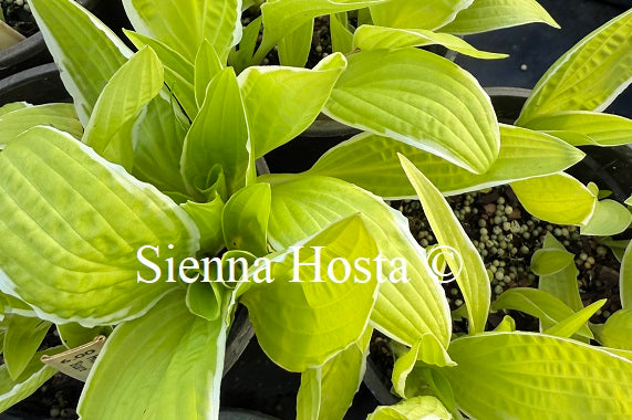 Hosta 'Bizarre'