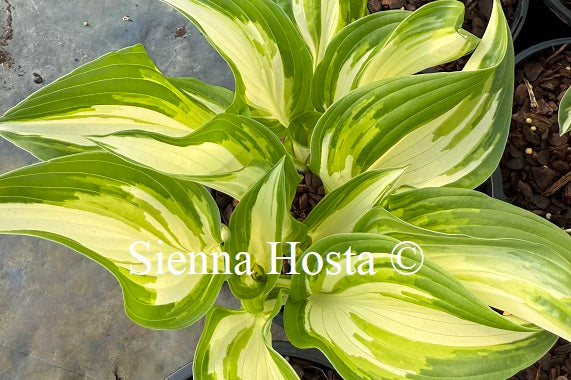 Hosta 'Snow White'