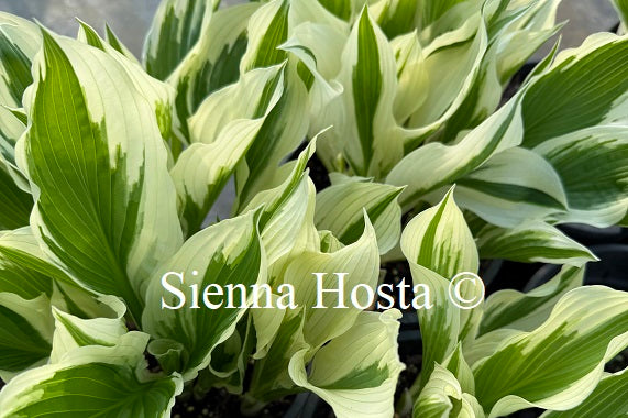 Hosta 'White Beauty'