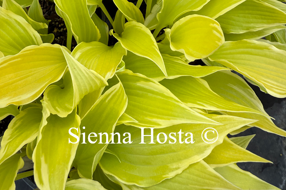 Hosta 'Little Starlet'