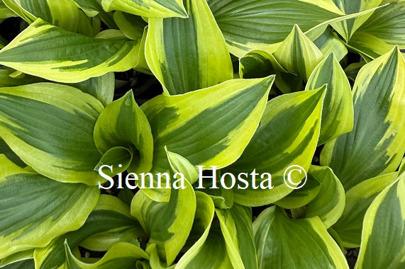 Hosta 'Candy Cane'
