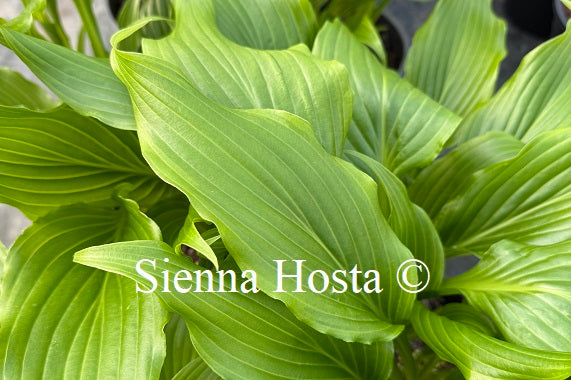 Hosta 'Three Coins'