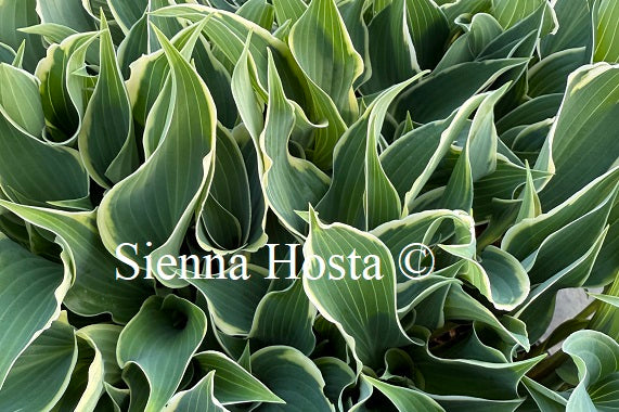 Hosta 'Brentwood Blues'
