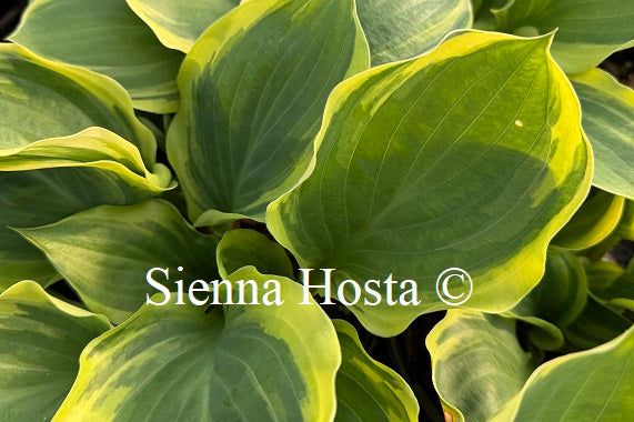 Hosta 'Charity'