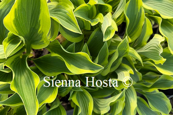 Hosta 'Waving Winds'