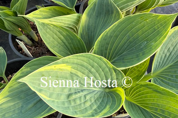 Hosta 'Easy to Love'
