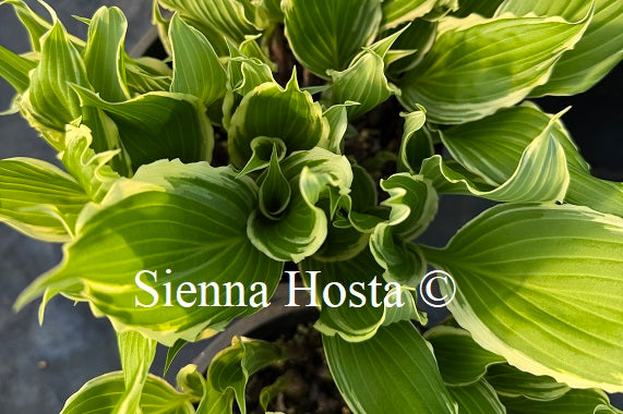 Hosta 'City Dog'