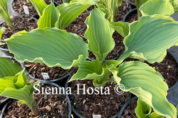 Hosta 'Blue Jeans Bling'