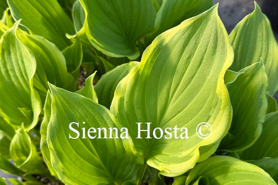 Hosta 'Savannah'