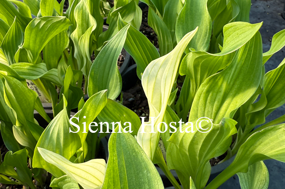 Hosta 'Outhouse Delight'