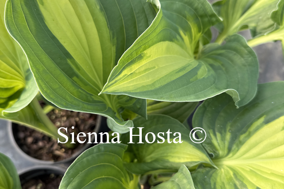 Hosta 'Lakeside Love Affaire'