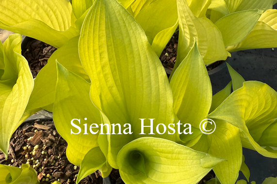 Hosta 'Mean Gene'