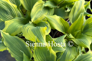 Hosta 'Deliverance'