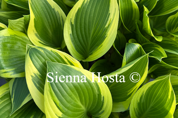 Hosta 'Framed'