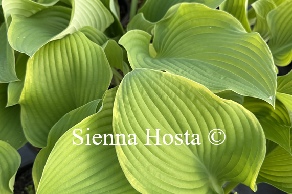 Hosta 'Lakeside Cha Cha'
