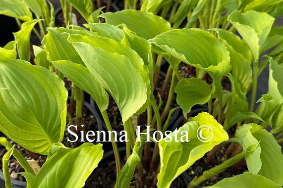 Hosta 'Valley's Lemon Squash'