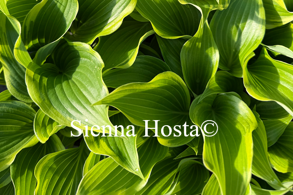 Hosta 'Oshima Silk'