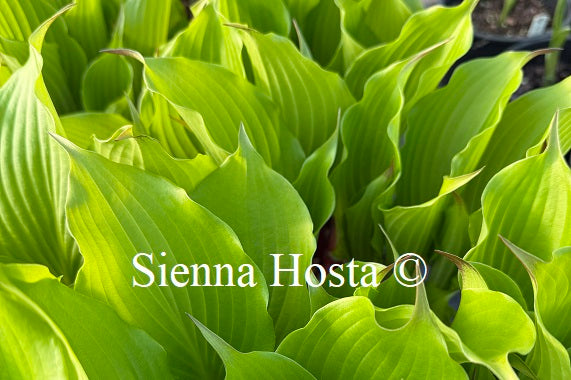 Hosta 'Tickle Me Pink'