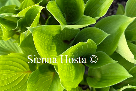 Hosta 'Bonfire'