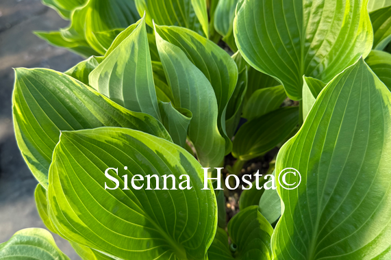 Hosta 'None Lovelier'
