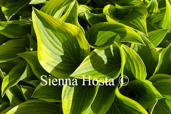 Hosta 'Shade Finale'