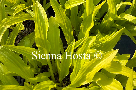 Hosta 'Bitsy Gold'