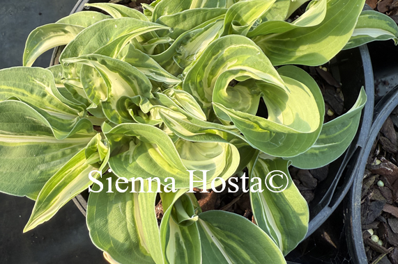 Hosta 'Pinwheel'