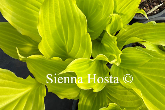 Hosta 'Gila River'