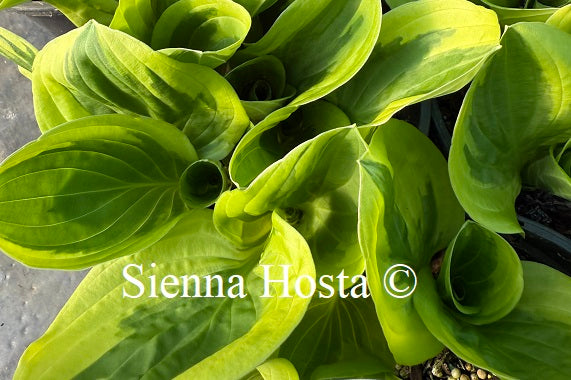 Hosta 'Cream Cheese'