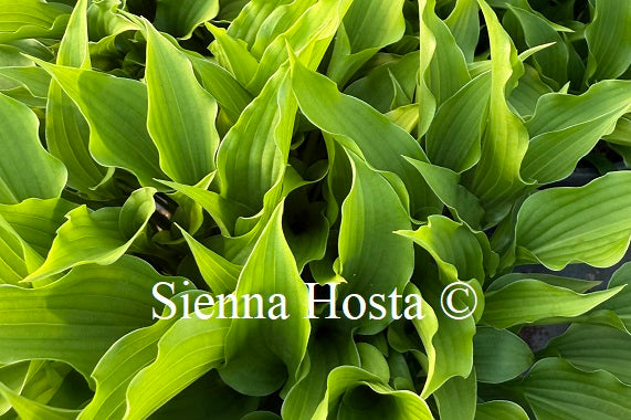 Hosta 'Spartan Arrow'