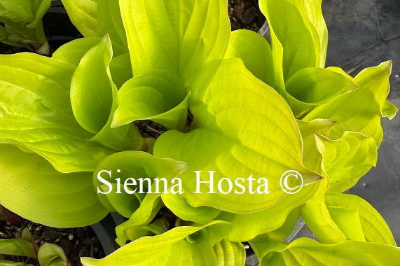 Hosta 'Strawberry Banana Smoothie'