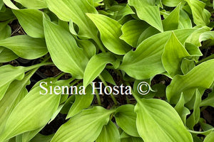 Hosta 'Quill'