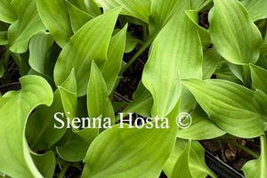 Hosta 'Quill'
