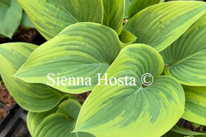 Hosta 'Stags Leap'