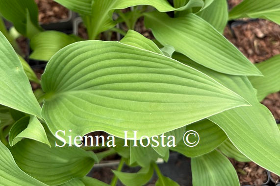 Hosta 'Pineapple Poll'