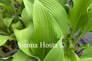 Hosta 'Pineapple Poll'