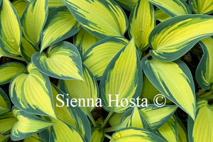 Hosta 'Remember Me'