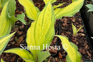 Hosta 'Lipstick Kiss'