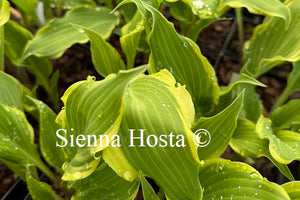 Hosta 'Kinky Boots