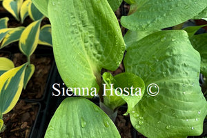 Hosta 'Rhubarb and Lime'