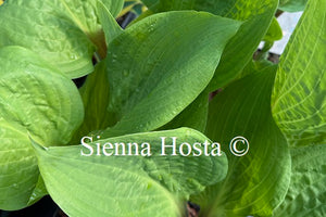Hosta 'Rhubarb and Lime'