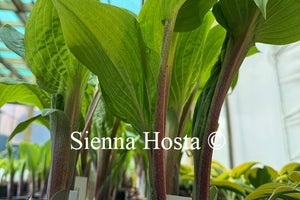 Hosta 'Rhubarb and Lime'