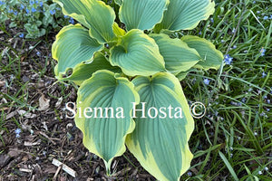 Hosta 'Voices In The Wind'