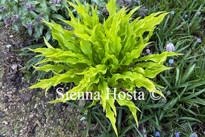 Hosta 'Party Streamers'