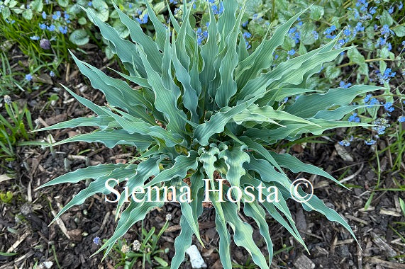 Hosta 'Silly String'